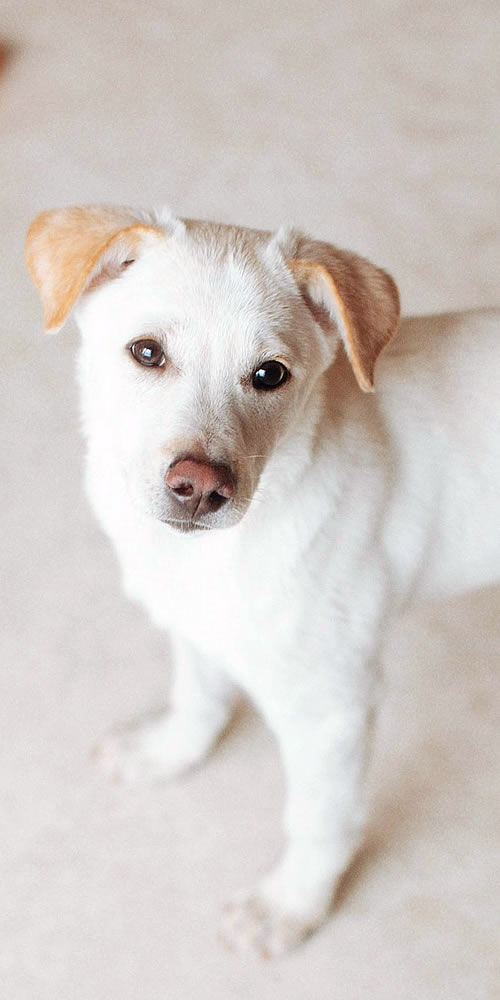 PERRO ELITE