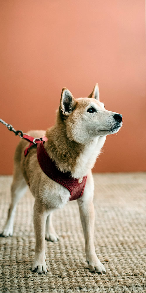 perro alfombra